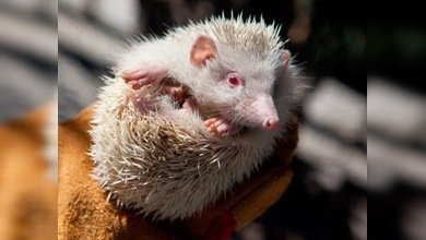 Un erizo blanco maravilla a los ciudadanos de Sochi