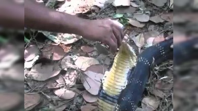 Un hombre le da de beber a una cobra