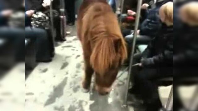 Un poni en el metro: Una mujer y su pequeño caballo sorprenden a los alemanes