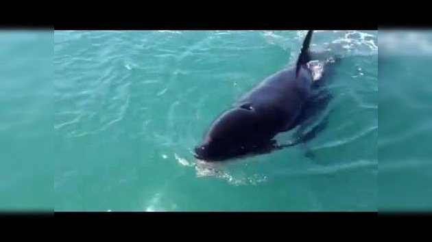 Momento increíble: Una ballena asesina roba un pez a los pescadores