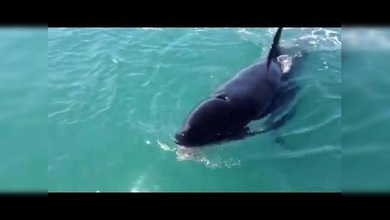 Momento increíble: Una ballena asesina roba un pez a los pescadores