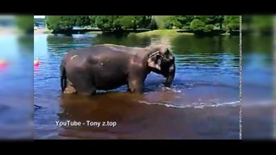 Lamentable: Un trabajador de circo baila sobre un elefante moribundo