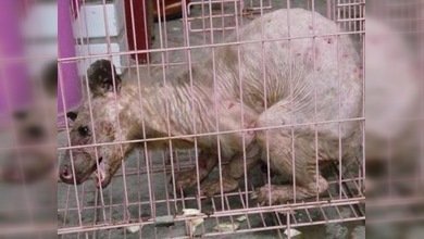 Capturan a una extraña criatura en China