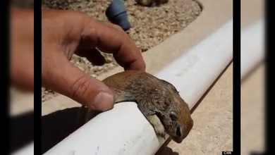 Salva a una ardilla con reanimación cardiopulmonar