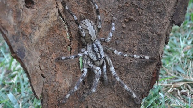 Nueva tarántula gigante, muy rápida y venenosa, descubierta en Sri Lanka