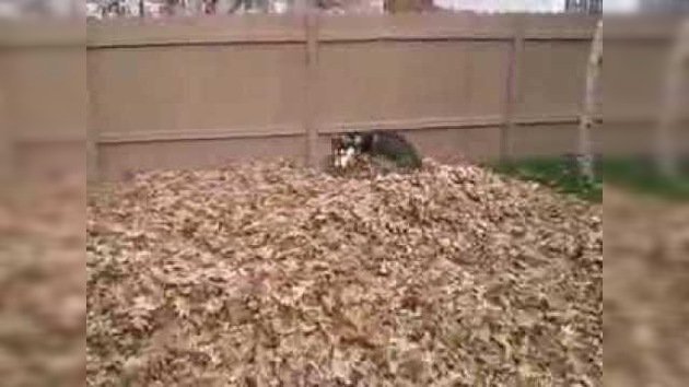 Un husky siberiano contra una gran pila de hojas