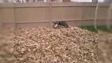 Un husky siberiano contra una gran pila de hojas