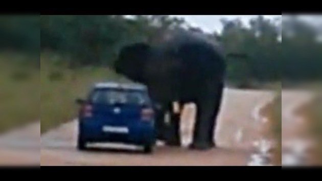 Impactantes imágenes: Un elefante violento vuelca un coche con turistas