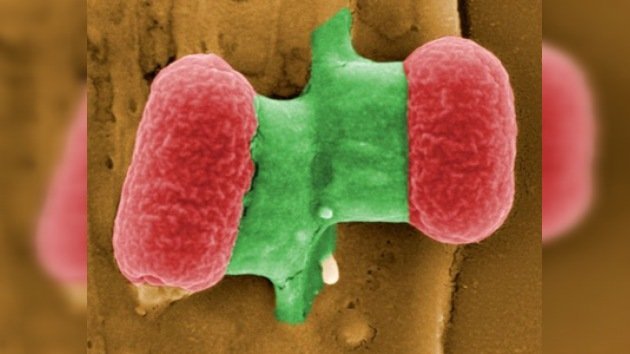 El rastro de la bacteria E.coli llega hasta Gran Bretaña