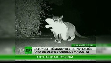 Dusty, el famoso gato "cleptómano", se prepara para el desfile de mascotas