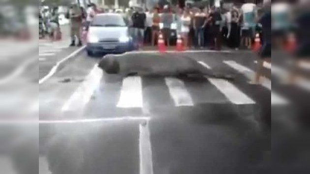 León marino cruza la calle en plena ciudad brasileña