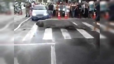 León marino cruza la calle en plena ciudad brasileña
