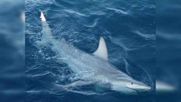 Australia: ¡tiburones mutantes en la costa!