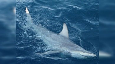 Australia: ¡tiburones mutantes en la costa!