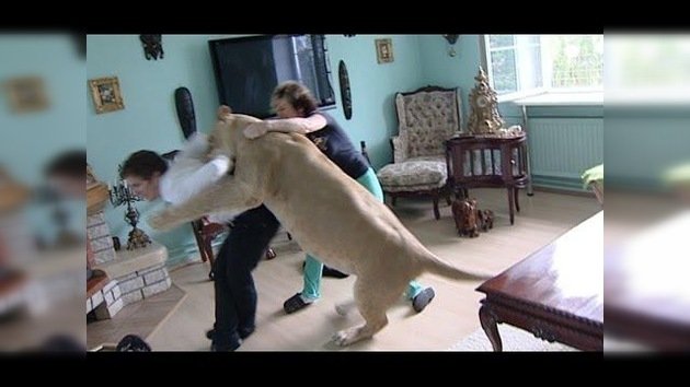 Un león ataca a un hombre en su propia casa - RT