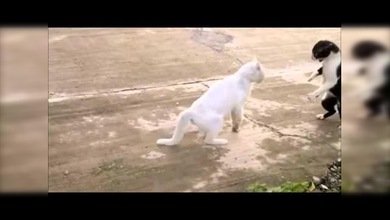 Un gato intimida a su oponente con una técnica de Bruce Lee