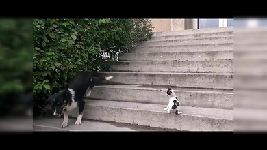 Un solo maullido deja K.O. al perro ladrador