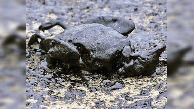 Arrestan al capitán del carguero que naufragó en Nueva Zelanda