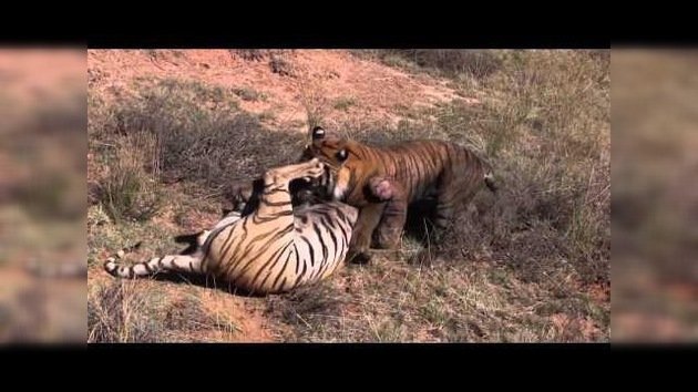 Pelea mortal: dos tigres luchan con furia