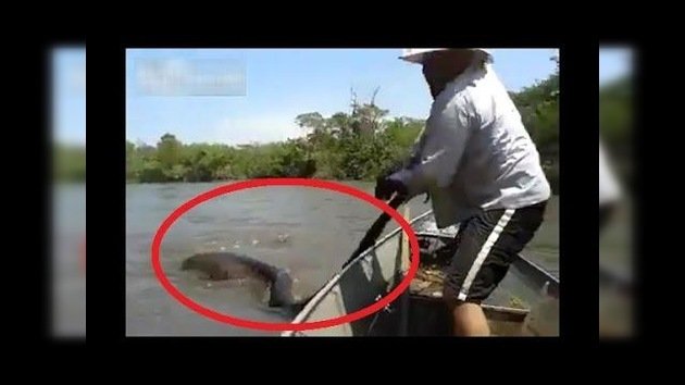 Impactantes imágenes: Hallan monstruosa anaconda gigante en Brasil
