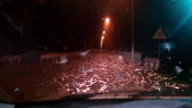 Una plaga de efímeras invade Polonia