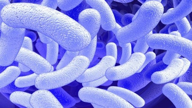 Científicos 'enseñan' a una bacteria a crear combustible