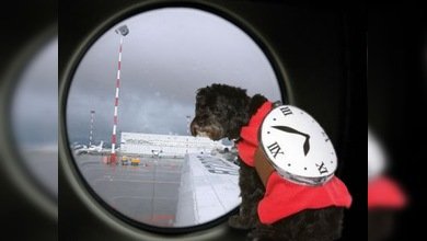 Nuevos métodos terroristas: ataques en aviones a través de 'perros-bomba'