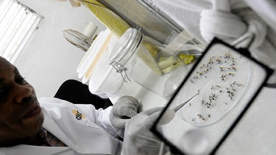 Medio millón de infectados por un virus sin cura en República Dominicana