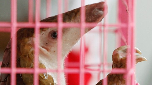 Especies de animales raros que podrían salvarse si China deja de comérselas
