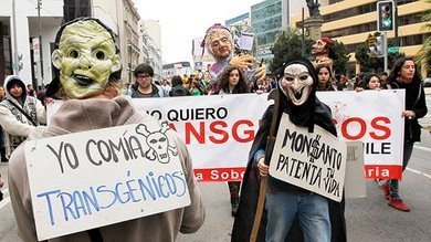 ONU: Cada vez más alimentos normales se mezclan con los transgénicos