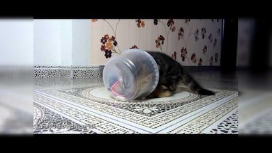 Lucha entre cachorrillos de gato y un ‘táper’