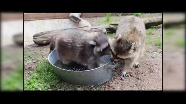 Los mapaches se pelean por hacer la colada