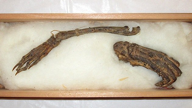 Exhiben en Japón por primera vez presuntos restos de un demonio acuático