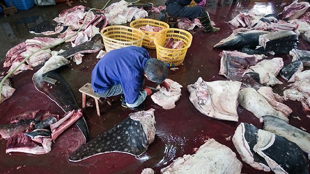La moda de los productos naturales, ¿un 'arpón' letal para el tiburón ballena?