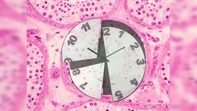 Descubren el gen que 'reinicia' el reloj del envejecimiento 