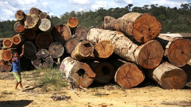 Brasil desmantela la mayor banda criminal de taladores de la selva amazónica