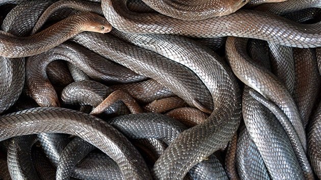 Un pastor estadounidense pide que le devuelvan unas serpientes para las misas