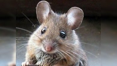 Un austriaco quema su propia casa intentando matar a un ratón