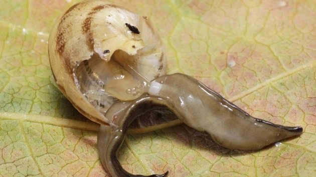 Elaboran analgésicos con veneno de caracol 100 veces más potentes que la morfina