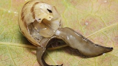 Elaboran analgésicos con veneno de caracol 100 veces más potentes que la morfina