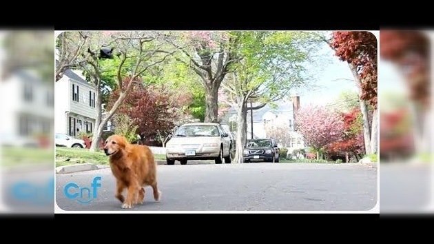 ¿Es posible sacar a pasear al perro con un dron?