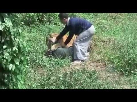 Indonesio juega con su 'amigo', un tigre de 150 kilos