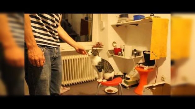 Un gato juega a las 'palmitas' con su dueño