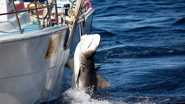 Australia captura 170 tiburones y sacrifica 50 para reducir los ataques contra bañistas