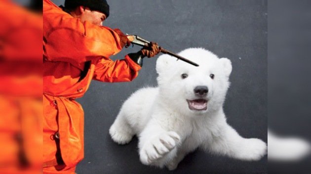 En Rusia se vuelven a cazar osos blancos tras 50 años de prohibición