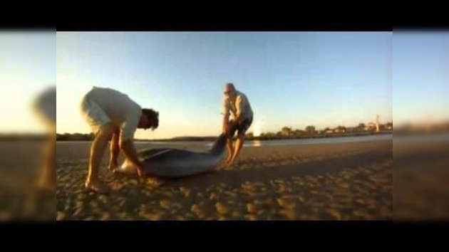 Rescatan a un delfín encontrado mientras rodaban un reportaje de pesca