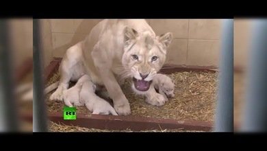Leones blancos trillizos nacen en un zoológico en Polonia