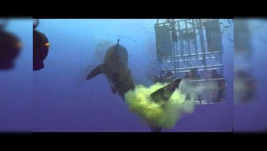 Un tiburón con armas químicas