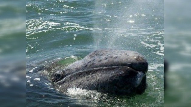 Moby Dick se hace el harakiri: Japón sacrifica 'científicamente' casi mil ballenas al año