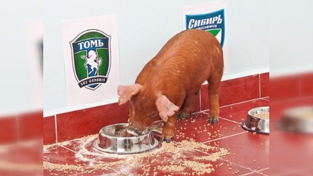 Un cerdo ruso predice los resultados de la liga de fútbol local